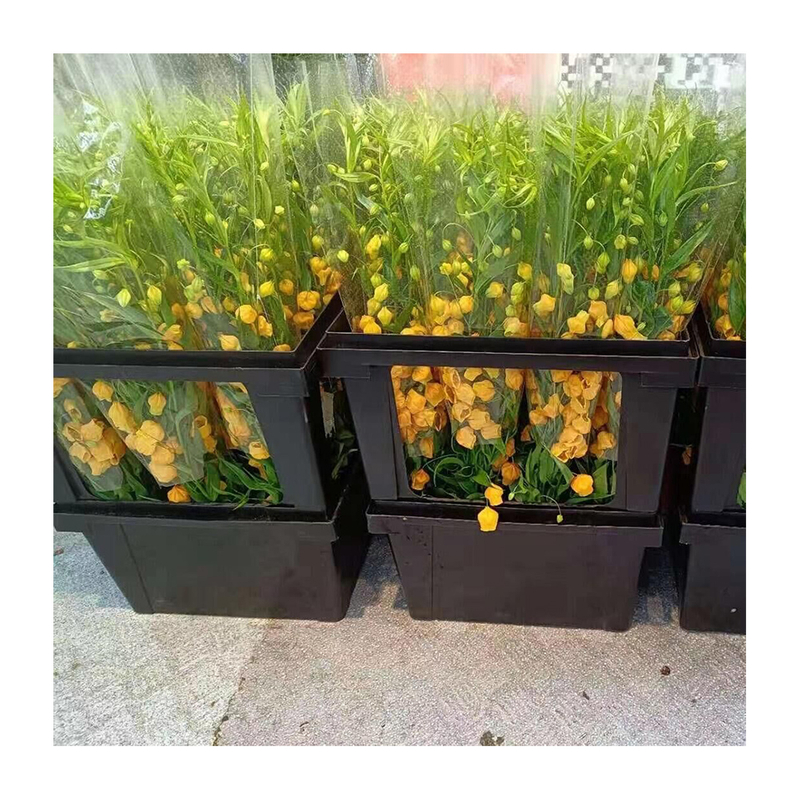 Emballage et boîte de présentation pour les fleurs coupées